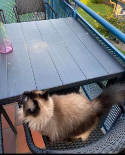 Ragdoll Katze