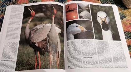Tierbuch, Vogelsammelband