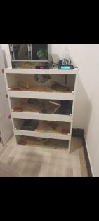 Königspythen und Terrarien suchen neues Zuhause