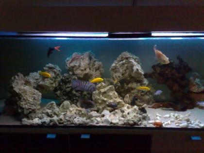 Verschiedene Fische Malawis, Barsche, Welse günstig abzugeben