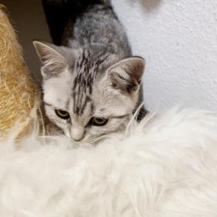 BKHKITTEN tabby abgabebereit