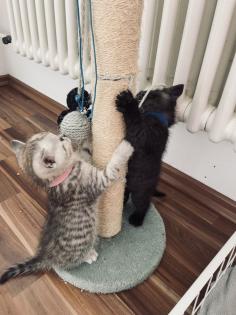 Noch 5 BKH/BLH Mix Kitten