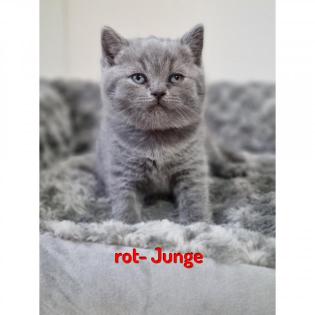 Kitten ab Oktober abzugeben