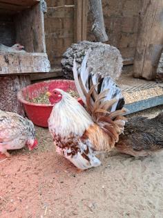 Bruteier Reinrassige ayam serama