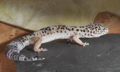 Leopardgecko mit Terrarium