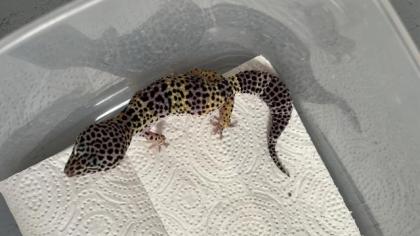 Leopardgecko Terrarium Zubehör