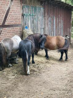 Shetty Shetlandpony Hengst 2 Jahre