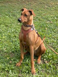 Hundesitter/Dogsharing