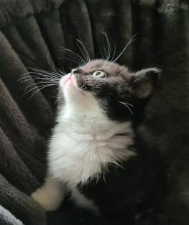 Reinrassige Britisch Kurzhaar BKH Kitten, Vater mit Stammbaum