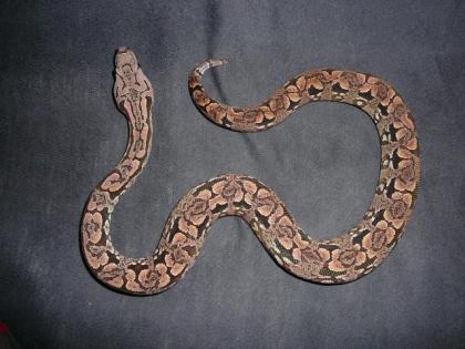 Acrantophis dumerili südliche Madagaskarboa aus eigener Nachzucht abzugeben