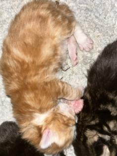 Main Coon Perser Babys