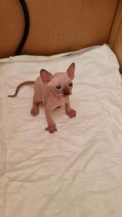 Reinrassige Canadian Sphynx Kitten und Elf mit Stammbaum und Blauen Augen