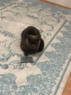 BKh Deckkater Blue