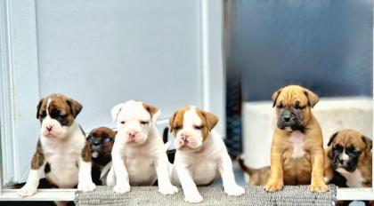 Boxer OEB Mix