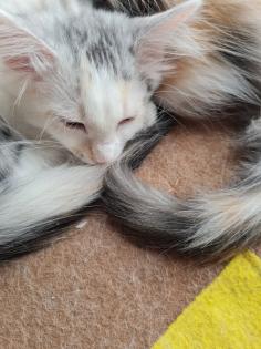 Maincoon Kitten reinrassig