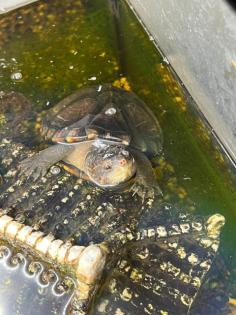 Wasserschildkröte Rotwangen- Klappschildkröte
