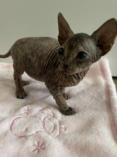 Sphynx Kitten mit Tasthaaren