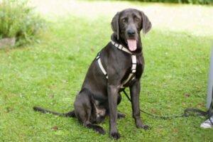 JOE FRITZ - männlich 2 Jahre 63 cm 32 kg Weimaraner Gechipt