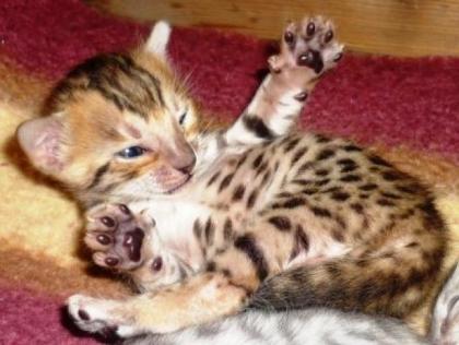 Bengalkitten, Bengalkatzen, Bengalkater, Bengal, Minileoparden
