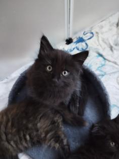 Sibirische Katze Waldkatze Katzen Babys