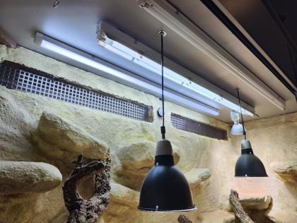 Bartagame m mit großem Terrarium, Quarantäneterrarium inkl. Beleuchtung und viel Zubehör