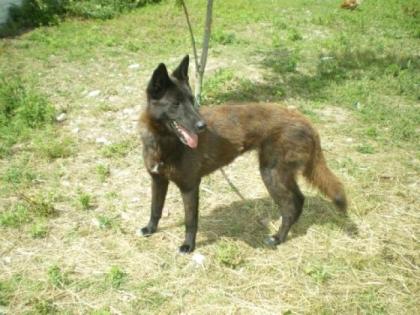 Sanfte, verschmuste belgische Schäferhundmix - Hündin