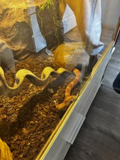 Kornattern suchen neues Zuhause