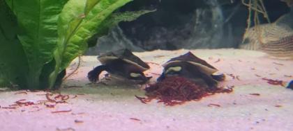 Wasserschildkröten Nachwuchs