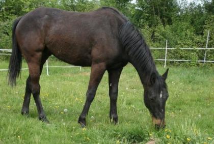 Ein Kumpel fürs Leben - Black Paint Horse Wallach
