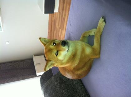 Shiba Inu Welpen