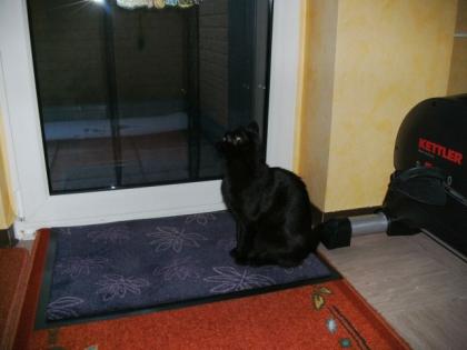 Charly 9 Monate sucht neues Zuhause mit Garten