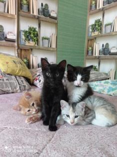 Katzen Familie sucht ein Zuhause auf Lebenszeit