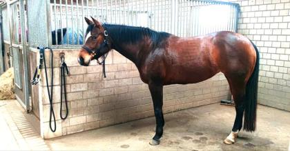 Zauberhafte Quarter Horse Stute sucht.