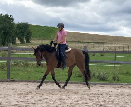 Reitpony Mix Wallach, 3 jährig, 1, 45 m, Freizeit, Western, Dressur
