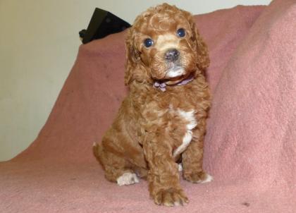 3 süße Kleinpudel Hündinnen, Pudel in Brindle, Black and Tan, Fawn mit Weiß