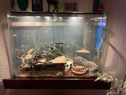 Teppichpython Jaguar - Morelia Spilota