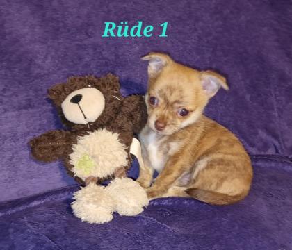 Süsse Chihuahuawelpen