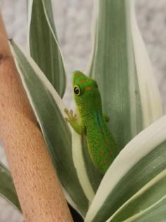 0. 0. 4 Phelsuma pasteuri