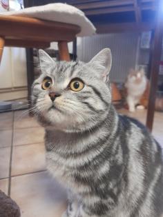 Typvoller junger BKH Kater mit Ahnentafel, geimpft, entwurmt, gechipt, kastriert, aus HCM PK