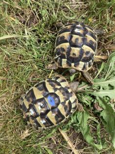 3 Griechische Landschildkröten NZ 2022
