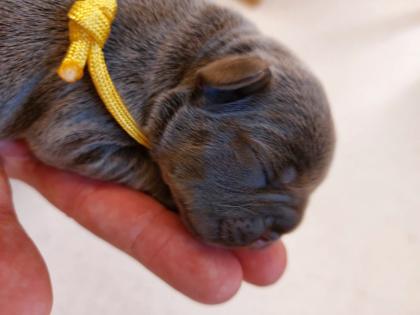 Welpen Französische Bulldoggen