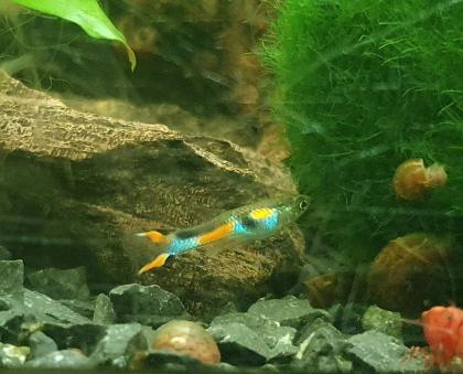 Verkaufe Aquarium Fische je- 50ct Zierfische Endler Guppy/-s