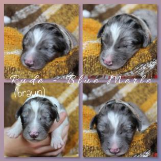 Australian Shepherd x American Collie Welpen