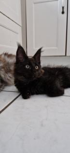 Maine coon kitten suchen ein Zuhause