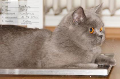 BKH Britisch Kurz Haar 4 Kitten alle Weiblich grau-Blau gesund