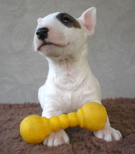 Miniature Bull Terrier Welpen Show-Qualität