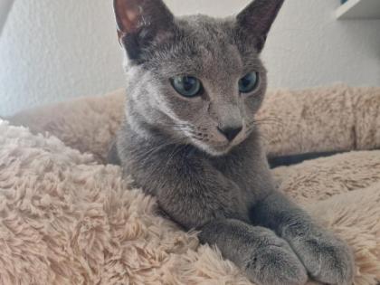 Russisch Blau Kitten mit Stammbaum