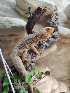Bartagame m mit großem Terrarium, Quarantäneterrarium inkl. Beleuchtung und viel Zubehör