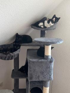 Katzenbabys Katzenkinder Katzen