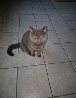 Katze zu verkaufen. BkH mit Perser